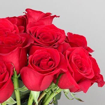 A Dozen Red - No filler